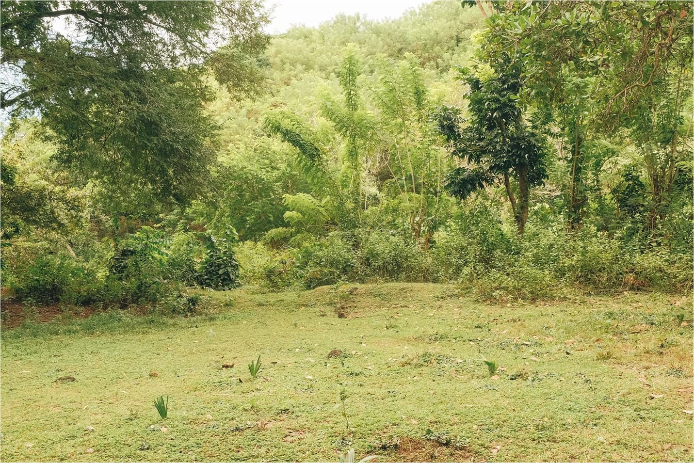 View of a flat piece of land for sale in Kuta Lombok