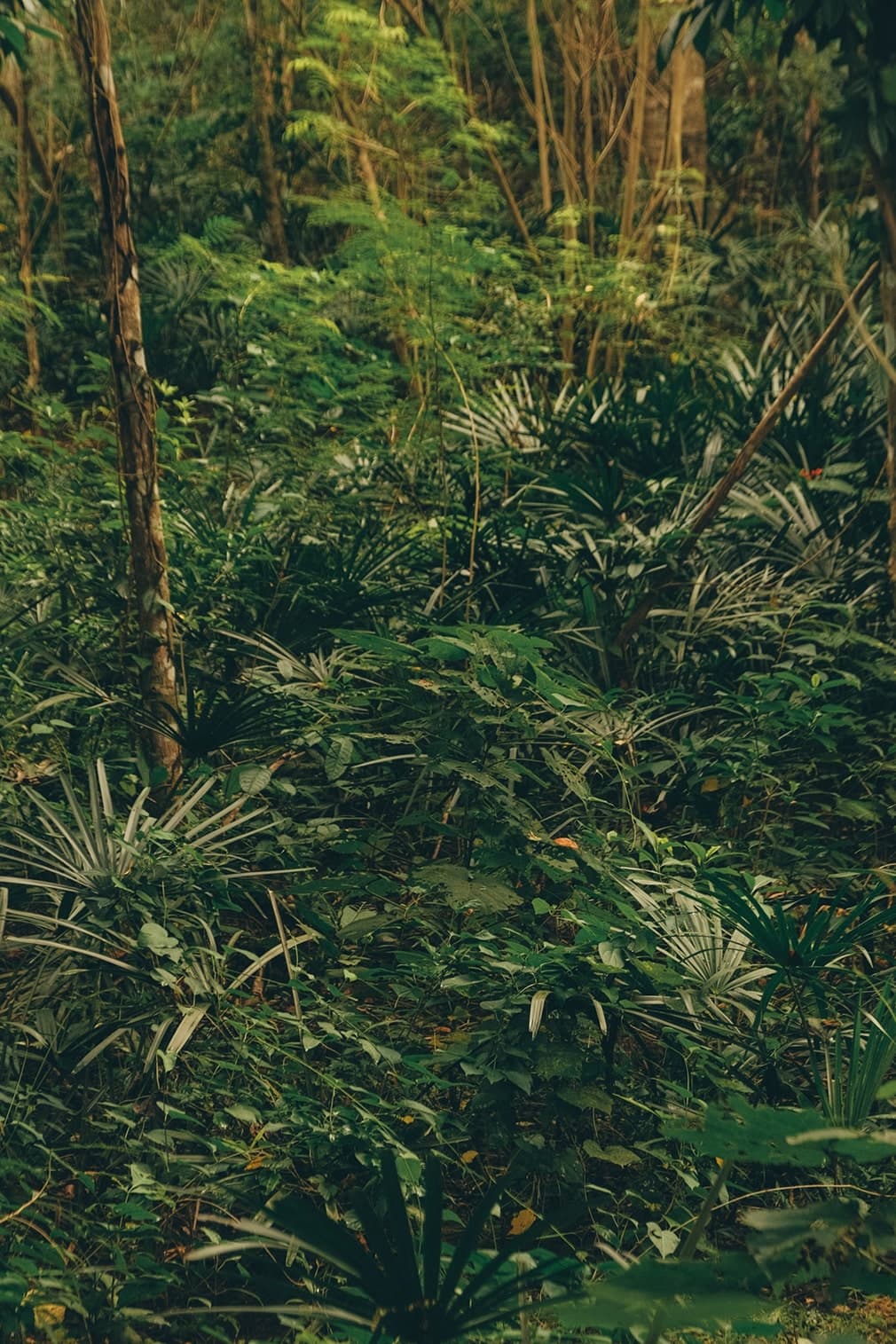 View of the vegetation on a land for sale in Kuta Lombok