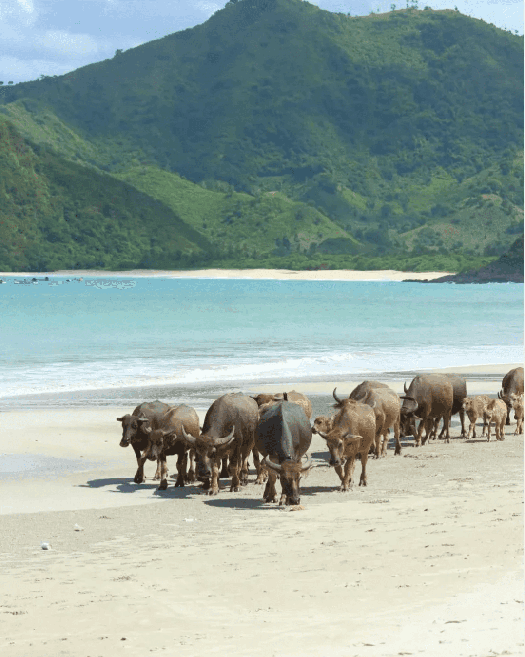 Selong Belanak beach