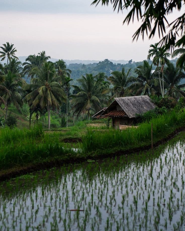 rice field on a hill with palm trees